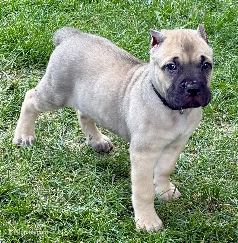Hunter – Cane Corso puppy for sale in Longmont, CO