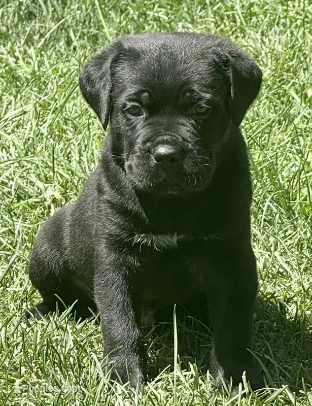 Hudson – Cane Corso puppy for sale in Longmont, CO