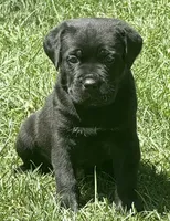 Hudson, a male Cane Corso for sale in Longmont, CO – 1 of 10