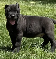 Nacho, a male Cane Corso for sale in Longmont, CO – 4 of 10