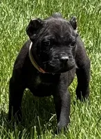 Nola, a female Cane Corso for sale in Longmont, CO – 3 of 10