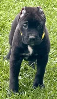 Hazel, a female Cane Corso for sale in Longmont, CO – 7 of 10