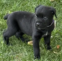 Harper, a female Cane Corso for sale in Longmont, CO – 7 of 10
