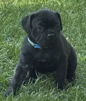 Maple, a female Cane Corso for sale in Longmont, CO – 4 of 10