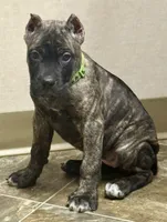Marbles, a female Cane Corso for sale in Longmont, CO – 9 of 10