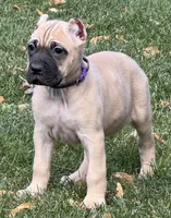 Vesta, a female Cane Corso for sale in Longmont, CO – 8 of 10