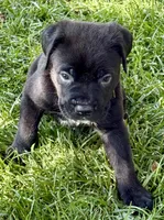 Hazel, a female Cane Corso for sale in Longmont, CO – 5 of 10