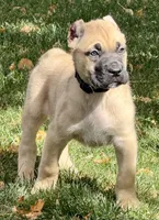 Vic, a male Cane Corso for sale in Longmont, CO – 9 of 10