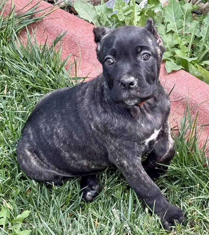 Grazie – Cane Corso puppy for sale in Longmont, CO