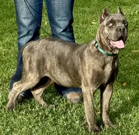 Mica, a female Cane Corso for sale in Longmont, CO – 3 of 10