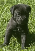 Hope, a female Cane Corso for sale in Longmont, CO – 7 of 10