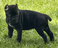 Hannah, a female Cane Corso for sale in Longmont, CO – 5 of 10