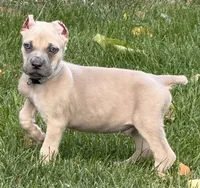 Vito, a male Cane Corso for sale in Longmont, CO – 7 of 10