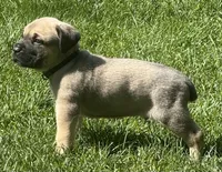Hunter, a male Cane Corso for sale in Longmont, CO – 4 of 9