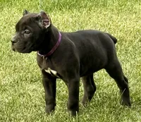 Midnight, a female Cane Corso for sale in Longmont, CO – 5 of 9