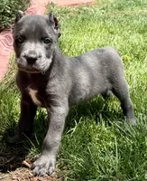 Neptune, a male Cane Corso for sale in Longmont, CO – 8 of 10