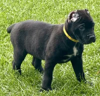 Hazel, a female Cane Corso for sale in Longmont, CO – 4 of 10