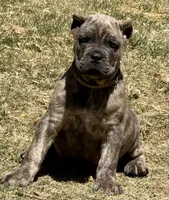 Fabio, a male Cane Corso for sale in Longmont, CO – Photo 5 of 6