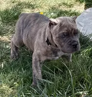 Fabio, a male Cane Corso for sale in Longmont, CO – Photo 4 of 6