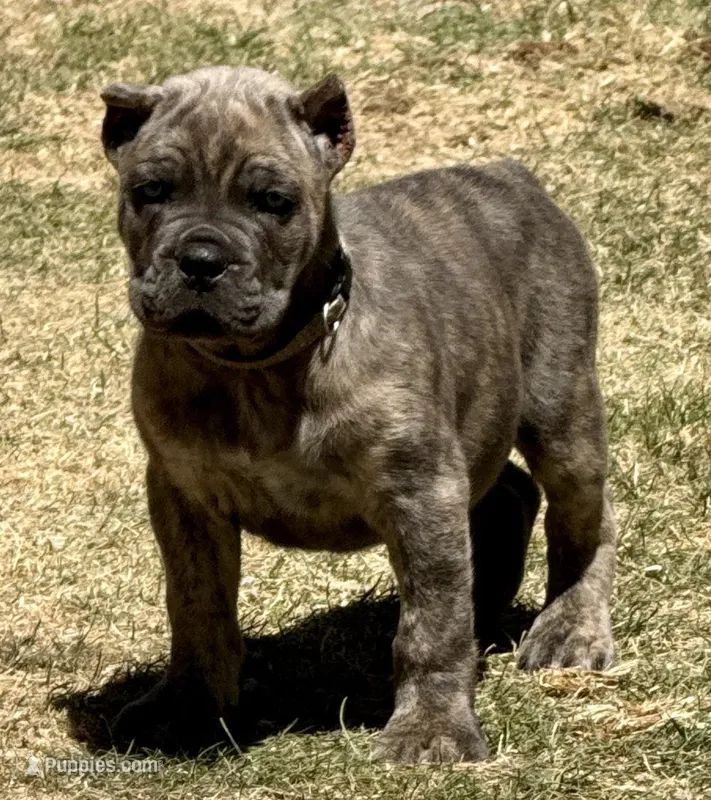 Fabio, a male Cane Corso for sale in Longmont, CO – Photo 1 of 6