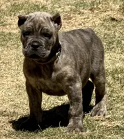 Fabio, a male Cane Corso for sale in Longmont, CO – Photo 1 of 6