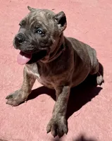 Fabio, a male Cane Corso for sale in Longmont, CO – Photo 6 of 6