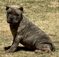 Fabio, a male Cane Corso for sale in Longmont, CO – Photo 3 of 6