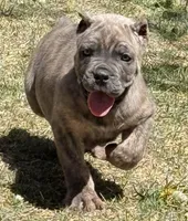 Fabio, a male Cane Corso for sale in Longmont, CO – Photo 2 of 6