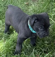 Hope, a female Cane Corso for sale in Longmont, CO – 10 of 10