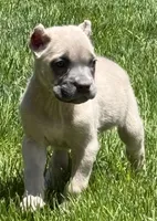 Nova, a female Cane Corso for sale in Longmont, CO – 4 of 10