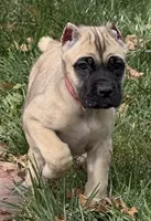 Venus, a female Cane Corso for sale in Longmont, CO – 5 of 10