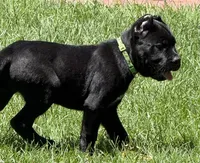 Hagrid, a male Cane Corso for sale in Longmont, CO – 9 of 10