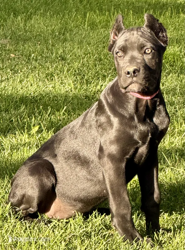 Ultra – Cane Corso puppy for sale in Longmont, CO