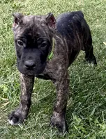 Marbles, a female Cane Corso for sale in Longmont, CO – 4 of 10