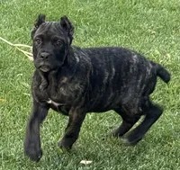 Grazie, a male Cane Corso for sale in Longmont, CO – 8 of 10
