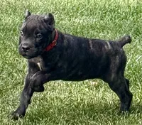 Maybel, a female Cane Corso for sale in Longmont, CO – 2 of 10