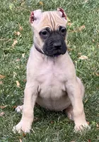 Vesta, a female Cane Corso for sale in Longmont, CO – 9 of 10