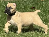 Vic, a male Cane Corso for sale in Longmont, CO – 2 of 10