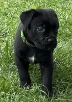 Hagrid, a male Cane Corso for sale in Longmont, CO – 9 of 9