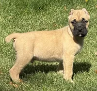 Vic, a male Cane Corso for sale in Longmont, CO – 4 of 10