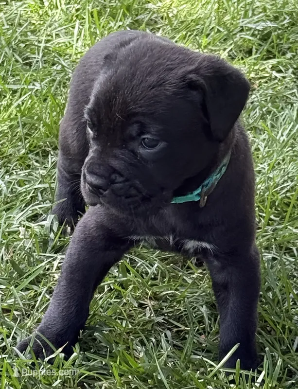 Hope – Cane Corso puppy for sale in Longmont, CO