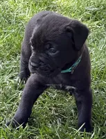 Hope, a female Cane Corso for sale in Longmont, CO – 1 of 10