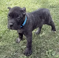 Maynard, a male Cane Corso for sale in Longmont, CO – 4 of 10
