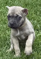 Utah, a male Cane Corso for sale in Longmont, CO – 2 of 5