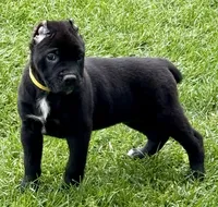 Hazel, a female Cane Corso for sale in Longmont, CO – 9 of 10
