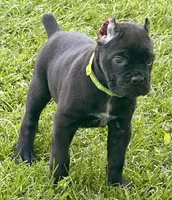 Hannah, a female Cane Corso for sale in Longmont, CO – 8 of 10