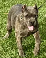 Mica, a female Cane Corso for sale in Longmont, CO – 9 of 10