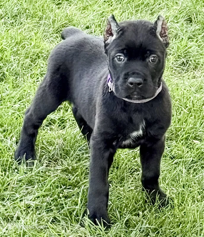 Harper – Cane Corso puppy for sale in Longmont, CO