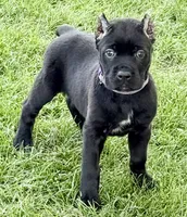 Harper, a female Cane Corso for sale in Longmont, CO – 1 of 10