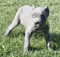 Muffin, a female Cane Corso for sale in Longmont, CO – 6 of 10